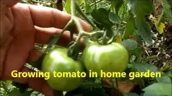 'Video thumbnail for Growing tomato in home garden /Tomato farming for home needs.'