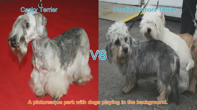 Video thumbnail for Comparing Cesky Terrier and Dandie Dinmont Terrier: A Comprehensive Guide