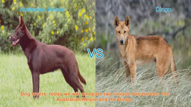 Video thumbnail for Australian Kelpie vs. Dingo: A Comparative Guide
