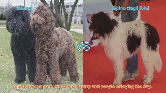 Video thumbnail for Barbet vs. Spino degli Iblei: A Comprehensive Comparison