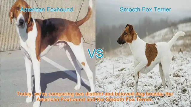 Video thumbnail for American Foxhound vs. Smooth Fox Terrier: A Breed Comparison