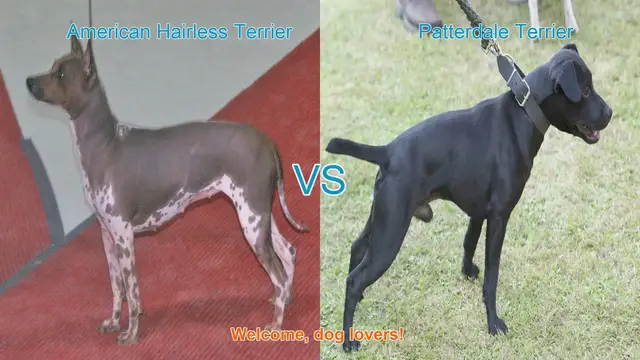 Video thumbnail for American Hairless Terrier vs. Patterdale Terrier: A Comparison for Dog Lovers