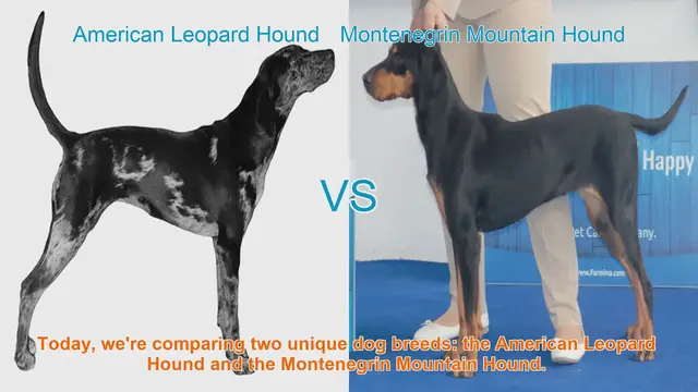 Video thumbnail for American Leopard Hound vs. Montenegrin Mountain Hound: A Comparison