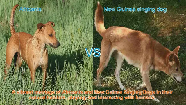 Video thumbnail for Africanis vs. New Guinea Singing Dog: A Comparative Exploration
