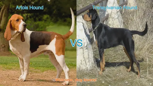 Video thumbnail for Artois Hound vs. Transylvanian Hound: A Comparative Guide