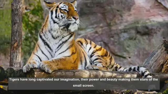 Video thumbnail for Top 10 TV Shows Featuring Tigers: From Documentaries to Dramas