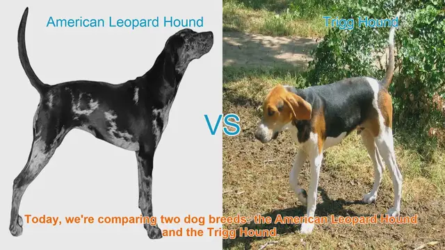 Video thumbnail for American Leopard Hound vs. Trigg Hound: A Comprehensive Comparison