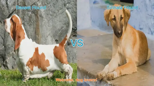 Video thumbnail for Basset Hound VS Sinhala Hound