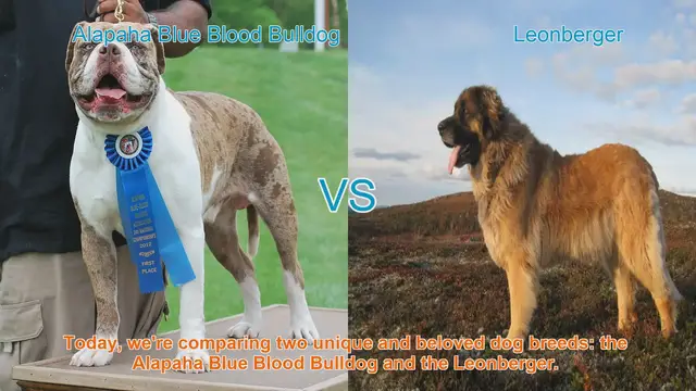 Video thumbnail for Alapaha Blue Blood Bulldog VS Leonberger
