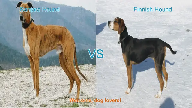 Video thumbnail for Banjara Hound vs. Finnish Hound: A Comparison of Two Unique Dog Breeds