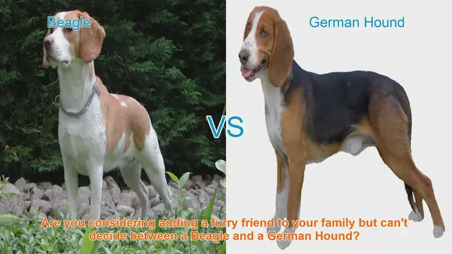 Video thumbnail for Beagle vs. German Hound: Choosing the Right Breed for Your Family