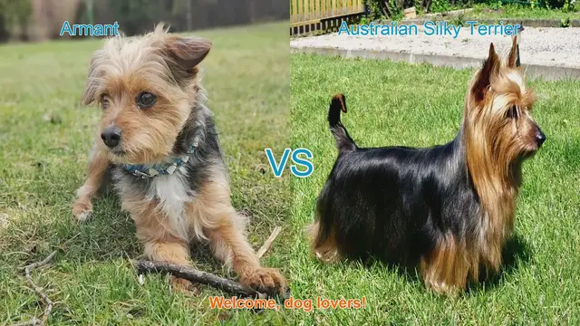 Video thumbnail for Armant vs. Australian Silky Terrier: A Comparison of Two Dog Breeds