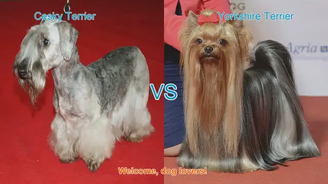 Video thumbnail for Cesky Terrier vs. Yorkshire Terrier: A Comprehensive Comparison