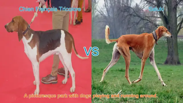 Video thumbnail for Chien Français Tricolore vs. Saluki: A Comparison of Elegance and Agility