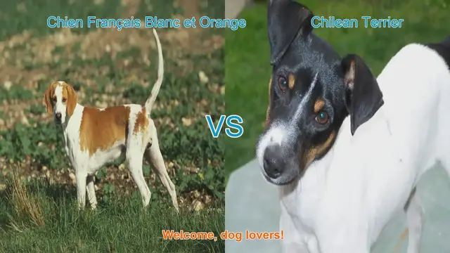 Video thumbnail for Dog Breed Comparison: Chien Français Blanc et Orange vs. Chilean Terrier