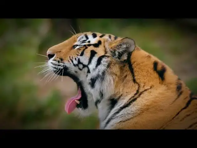 Video thumbnail for How Tiger Mothers Choose Safe Dens for Their Cubs