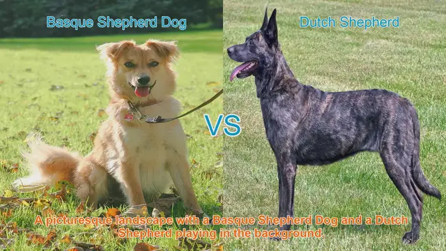 Video thumbnail for Basque Shepherd Dog vs. Dutch Shepherd: A Comprehensive Comparison