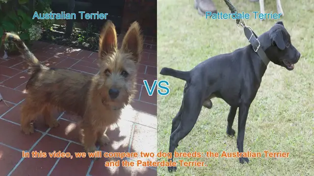 Video thumbnail for Australian Terrier vs. Patterdale Terrier: A Breed Comparison