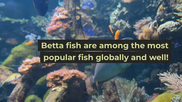 'Video thumbnail for What does it mean when a betta fish flares it's gills at you?'