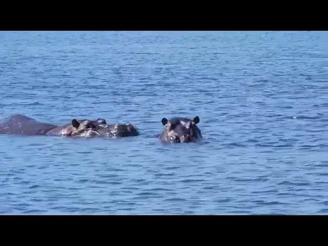 'Video thumbnail for Hippos - Chobe National Park Botswana'