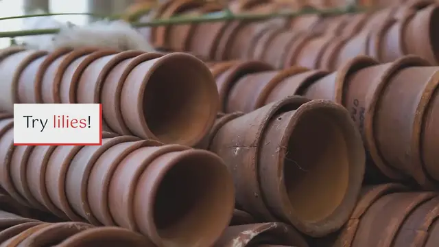 Video thumbnail for Tips on How to Grow Lilies Successfully