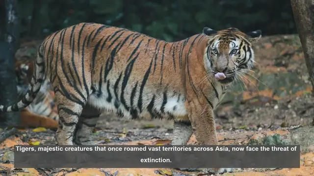 Video thumbnail for 10 Global Events Boosting Tiger Conservation Awareness