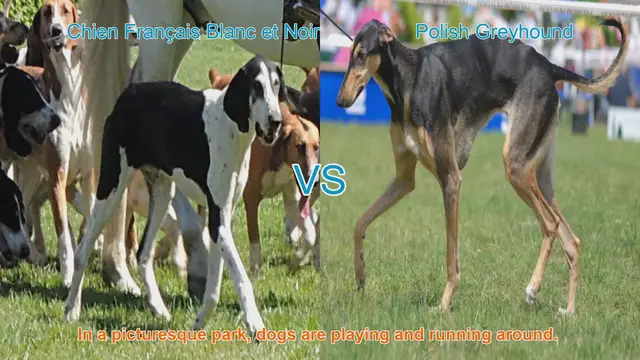 Video thumbnail for Chien Français Blanc et Noir vs. Polish Greyhound: A Breed Comparison