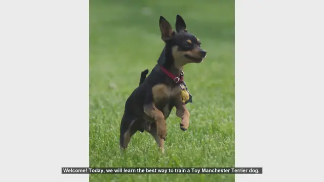 Video thumbnail for How to Train Your Toy Manchester Terrier: Tips and Techniques