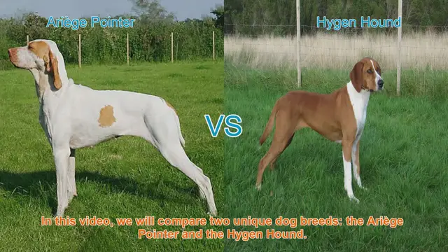 Video thumbnail for Ariège Pointer vs. Hygen Hound: A Breed Comparison