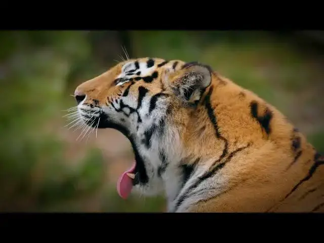 Video thumbnail for How Tigers Adapt Their Hunting Style in Grassy Landscapes?