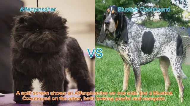 Video thumbnail for Affenpinscher vs. Bluetick Coonhound: A Comprehensive Breed Comparison