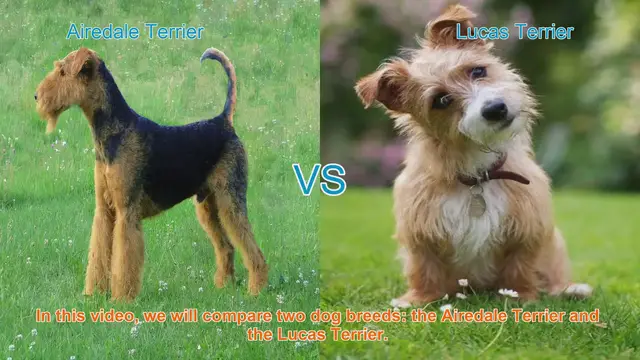 Video thumbnail for Airedale Terrier vs. Lucas Terrier: A Breed Comparison