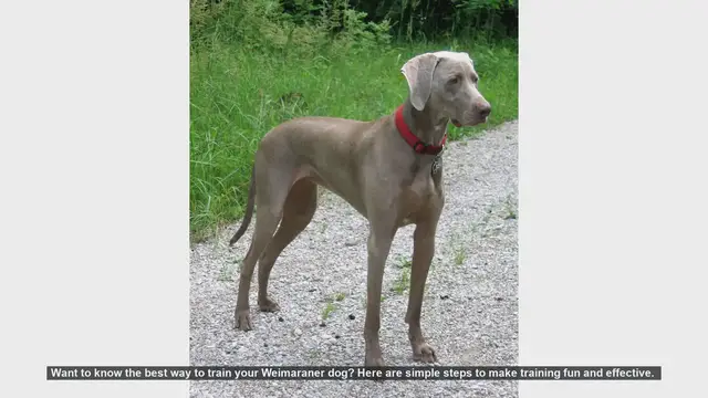 Video thumbnail for Effective Training Tips for Your Weimaraner: Fun and Easy Steps