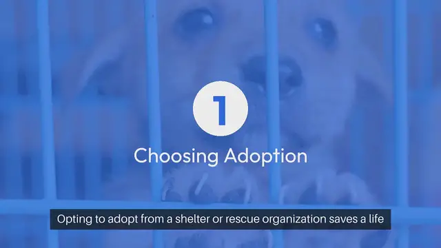 'Video thumbnail for Adopting a Pet Your Rescue Journey'