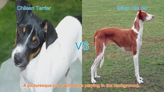 Video thumbnail for Exploring the Chilean Terrier and Ibizan Hound: Origins, Characteristics, and Temperament