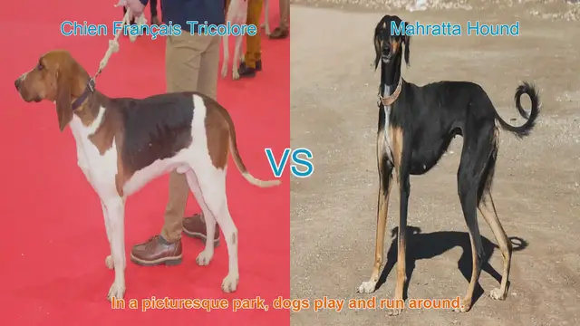 Video thumbnail for Comparing Chien Français Tricolore and Mahratta Hound: A Breed Comparison