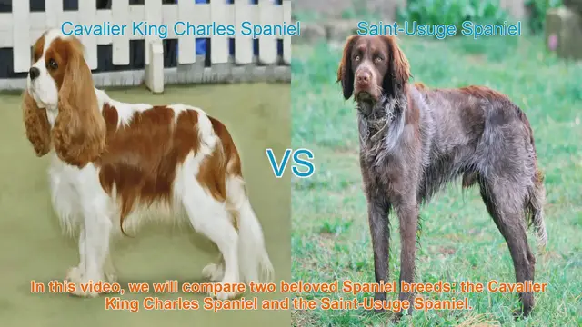Video thumbnail for Cavalier King Charles vs. Saint-Usuge Spaniel: A Breed Comparison