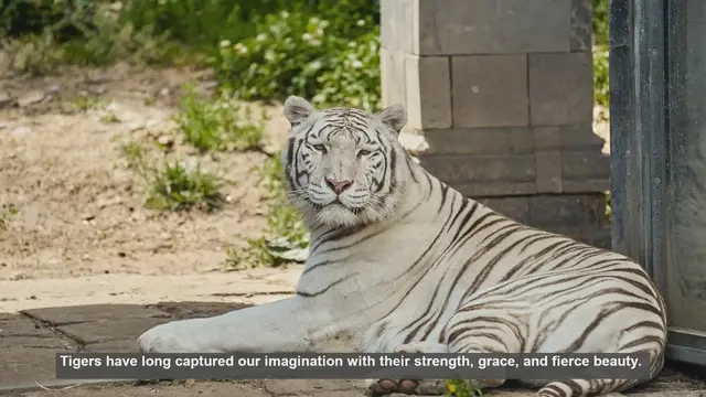 Video thumbnail for Top 10 Popular Tiger Mascots and Characters