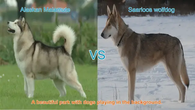 Video thumbnail for Alaskan Malamute vs. Saarloos Wolfdog: A Comprehensive Comparison
