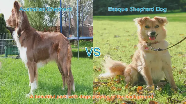 Video thumbnail for Australian Shepherd vs. Basque Shepherd Dog: A Comparison