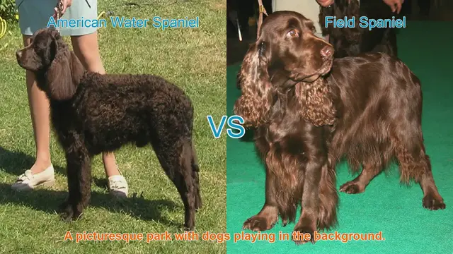 Video thumbnail for American Water Spaniel vs. Field Spaniel: A Breed Comparison