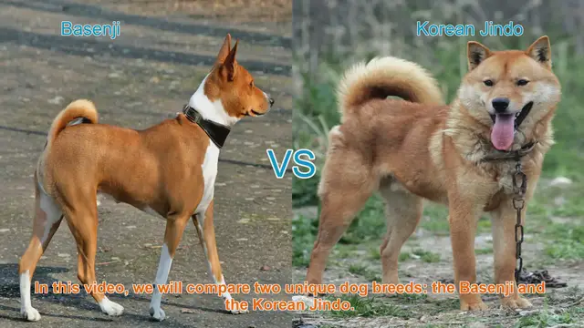 Video thumbnail for Basenji vs. Korean Jindo: A Comparative Guide