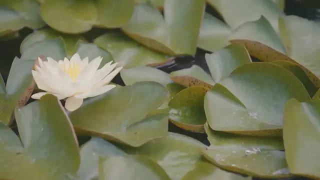 Video thumbnail for Aquatic Plants In Botanical Gardens