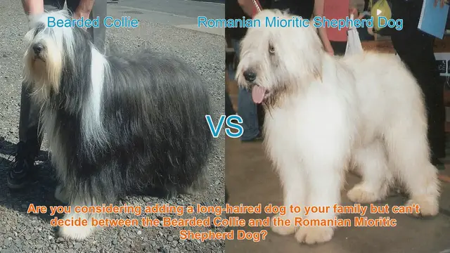 Video thumbnail for Bearded Collie vs. Romanian Mioritic Shepherd Dog: A Detailed Comparison