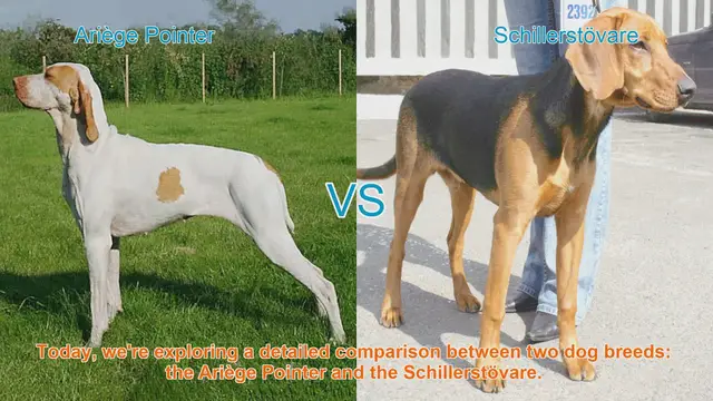 Video thumbnail for Ariège Pointer vs. Schillerstövare: A Detailed Breed Comparison