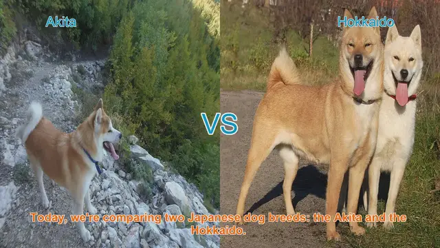 Video thumbnail for Akita vs. Hokkaido: A Comparison of Japanese Dog Breeds