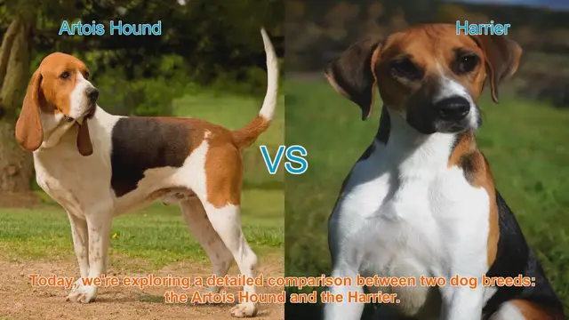 Video thumbnail for Artois Hound vs. Harrier: A Detailed Comparison