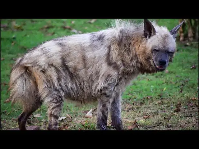 'Video thumbnail for Are Hyenas Dogs or Cats - Find Out'
