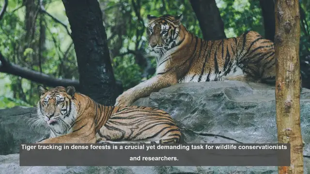 Video thumbnail for 10 Major Challenges of Tiger Tracking in Dense Forests