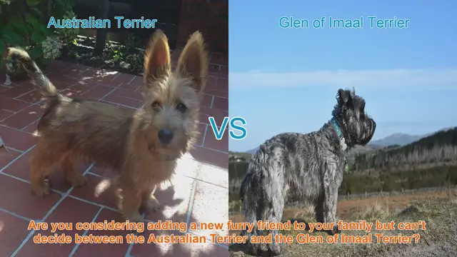 Video thumbnail for Australian Terrier vs. Glen of Imaal Terrier: A Comprehensive Comparison